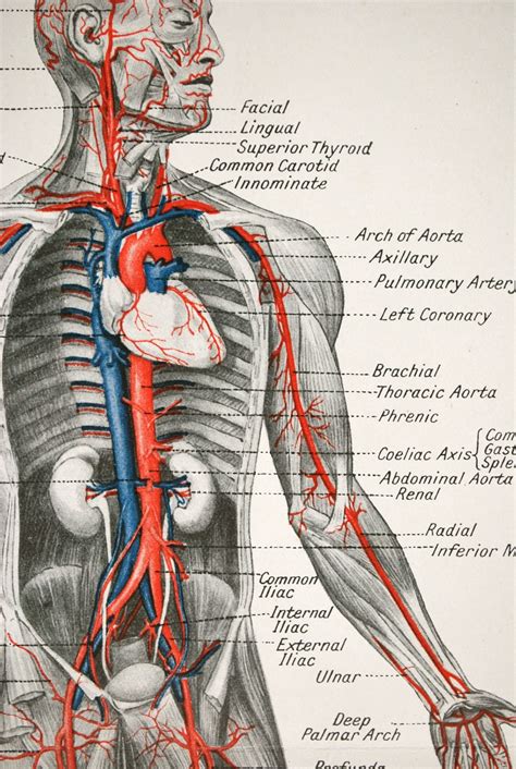 Body details - Organs and organ systems in the human body. The five vital organs in the human body are the brain, heart, lungs, kidneys, and liver. Other organs include the gallbladder, …